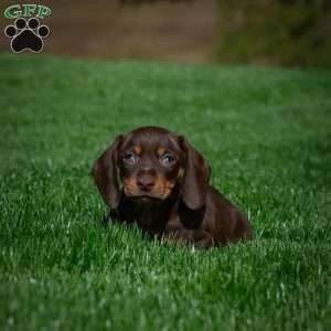 Benny, Dachshund Puppy
