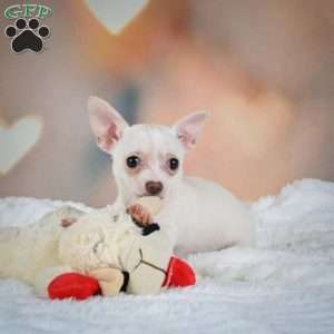 Daisy, Chihuahua Puppy