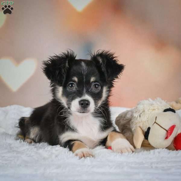 Oreo, Chihuahua Puppy