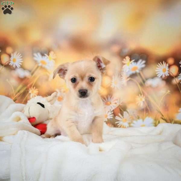 Charles, Chihuahua Puppy