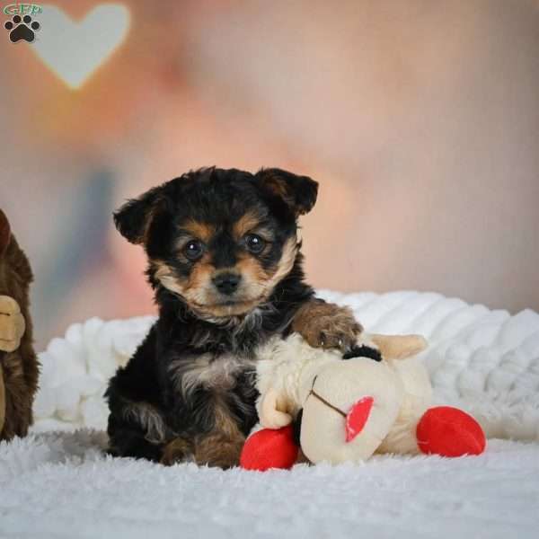 Max, Yorkie Puppy