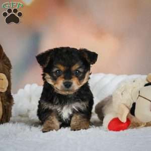 Max, Yorkie Puppy