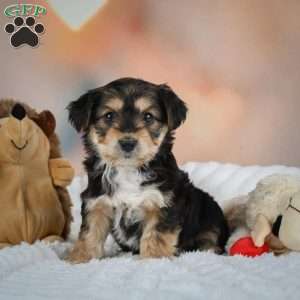Chase, Yorkie Puppy