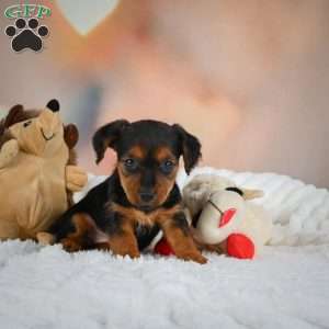 Tootsie, Yorkie Puppy