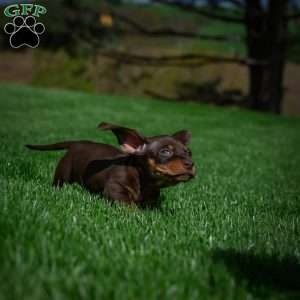 Benny, Dachshund Puppy