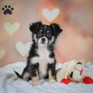 Oreo, Chihuahua Puppy