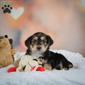 Chase, Yorkie Puppy