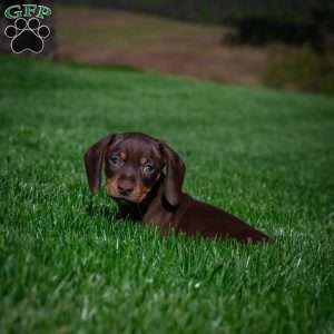 Benny, Dachshund Puppy