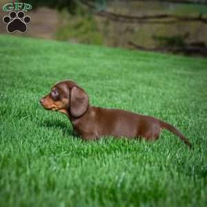 Allie, Dachshund Puppy