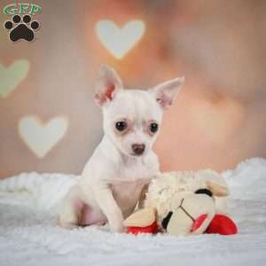 Daisy, Chihuahua Puppy