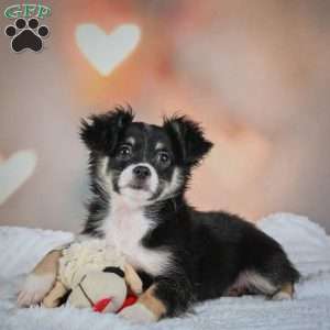 Oreo, Chihuahua Puppy