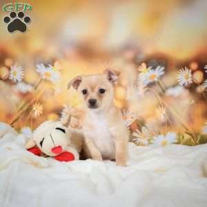 Charles, Chihuahua Puppy