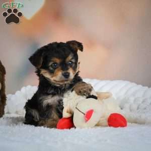 Max, Yorkie Puppy
