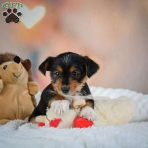 Dax, Yorkie Puppy