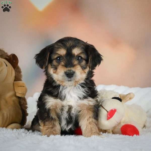 Chase, Yorkie Puppy