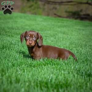 Allie, Dachshund Puppy