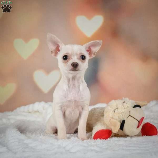 Daisy, Chihuahua Puppy
