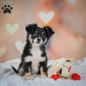Oreo, Chihuahua Puppy