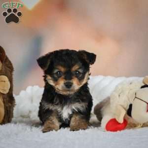 Max, Yorkie Puppy