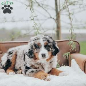 Jessa, Bernedoodle Puppy