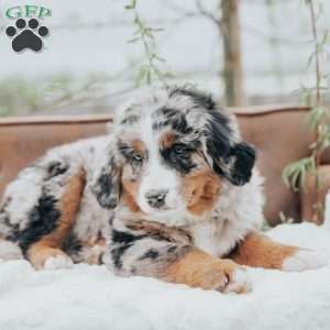 Jessa, Bernedoodle Puppy