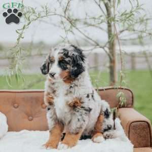 Jessa, Bernedoodle Puppy