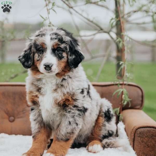 Jessa, Bernedoodle Puppy