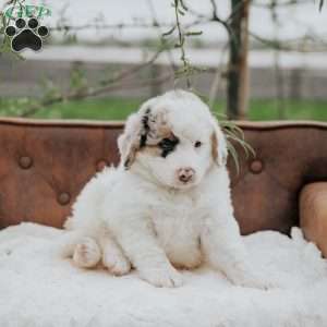 Karlos, Bernedoodle Puppy
