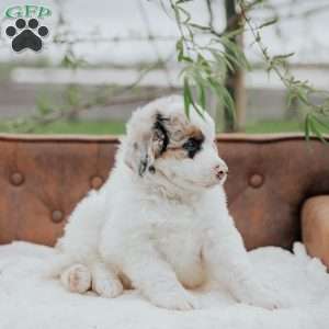 Karlos, Bernedoodle Puppy