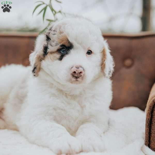 Karlos, Bernedoodle Puppy