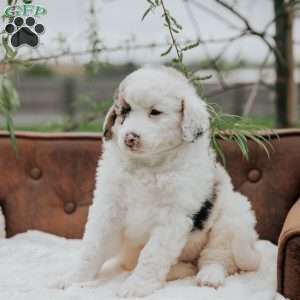 Karlos, Bernedoodle Puppy
