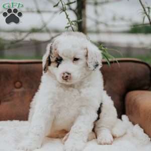 Karlos, Bernedoodle Puppy