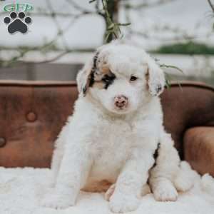Karlos, Bernedoodle Puppy