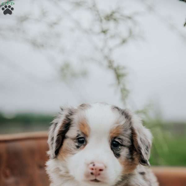 Kevin, Bernedoodle Puppy
