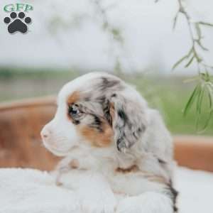 Kevin, Bernedoodle Puppy