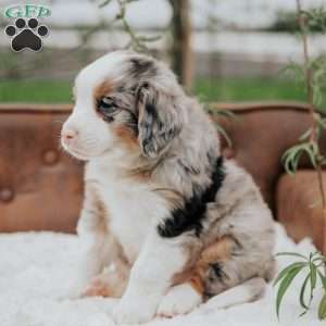 Kevin, Bernedoodle Puppy