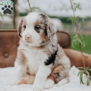 Kevin, Bernedoodle Puppy