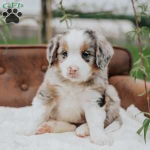 Kevin, Bernedoodle Puppy