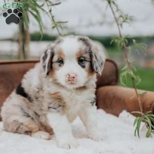 Kevin, Bernedoodle Puppy