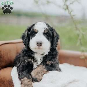 Kibbles, Bernedoodle Puppy