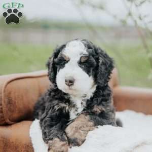 Kibbles, Bernedoodle Puppy