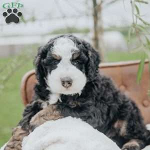 Kibbles, Bernedoodle Puppy