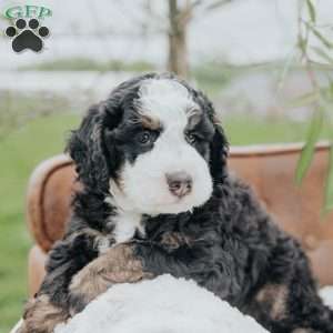 Kibbles, Bernedoodle Puppy