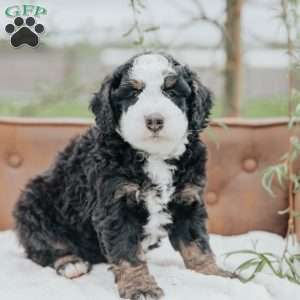 Kibbles, Bernedoodle Puppy