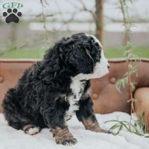 Kibbles, Bernedoodle Puppy