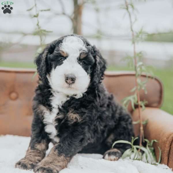 Kibbles, Bernedoodle Puppy