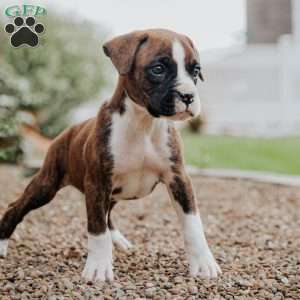 Kilo, Boxer Puppy