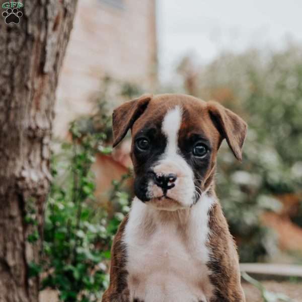 Kilo, Boxer Puppy
