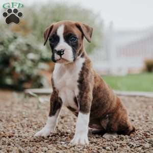 Kilo, Boxer Puppy