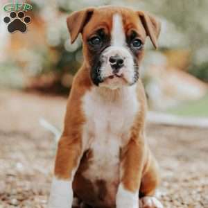 Kip, Boxer Puppy